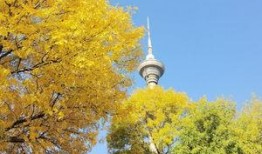 秋风最新爆料,娱乐圈惊天大事件幕后真相